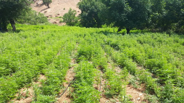 Bingöl ve Diyarbakır'da 10 milyon kök kenevir ele geçirildi