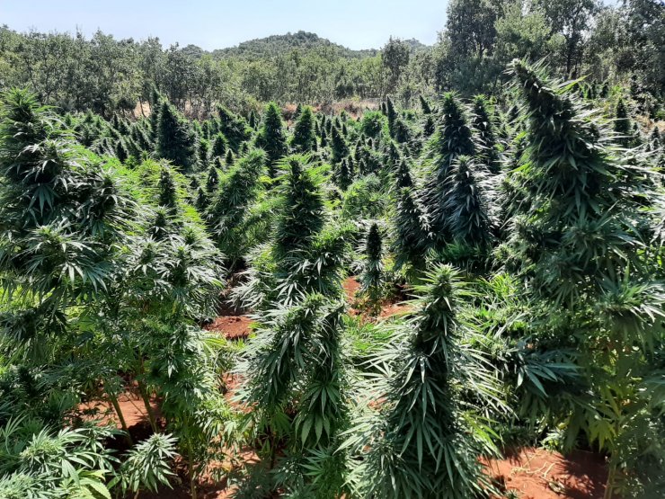 Diyarbakır'da 4 milyon kök kenevir ve 800 kilo esrar ele geçirildi