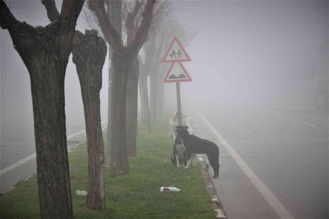 Manisa yeni yıla sis altında uyandı