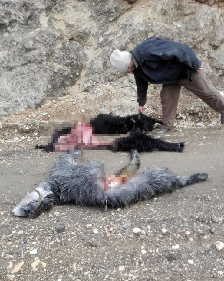 Ağıla giren kurt, 6 keçiyi parçaladı