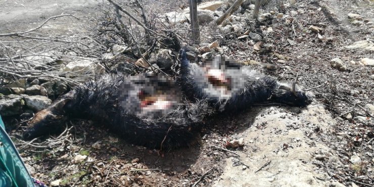 Ağıla giren kurt, 6 keçiyi parçaladı