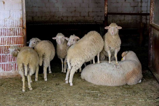 Dövizdeki düşüş üreticiyi umutlandırdı