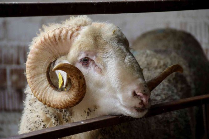 Dövizdeki düşüş üreticiyi umutlandırdı