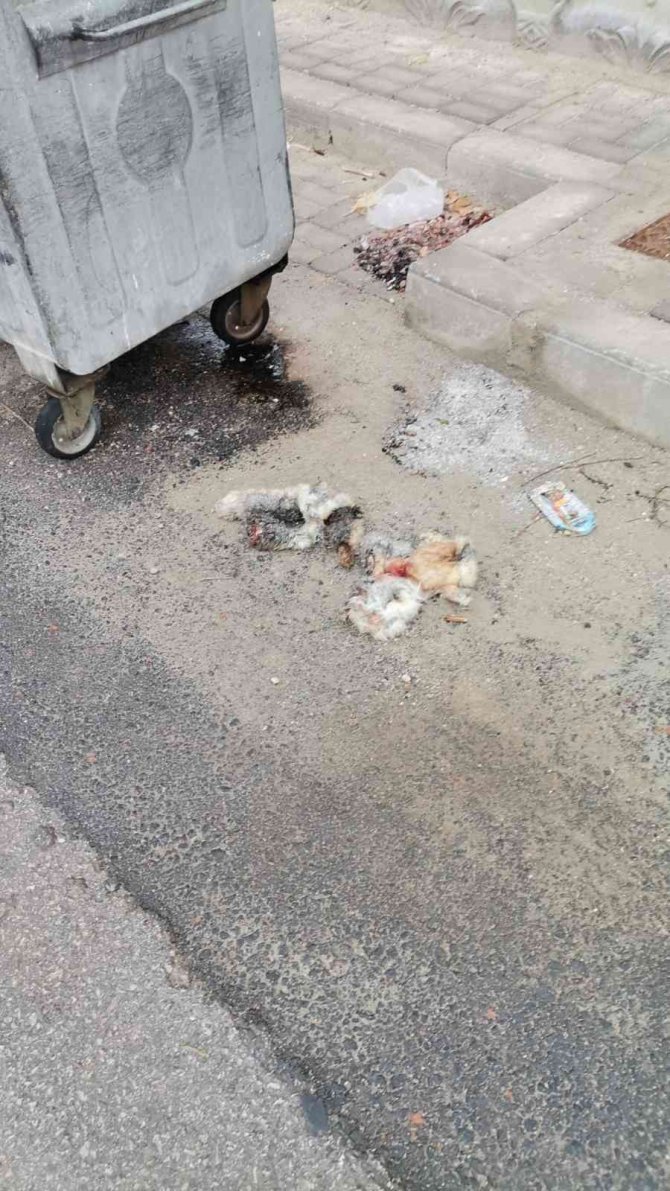 'Kedilerin derisini yüzdüler' ihbarına giden polis bakın ne buldu