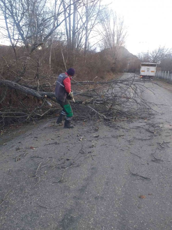 Şiddetli rüzgar ağaçları devirdi