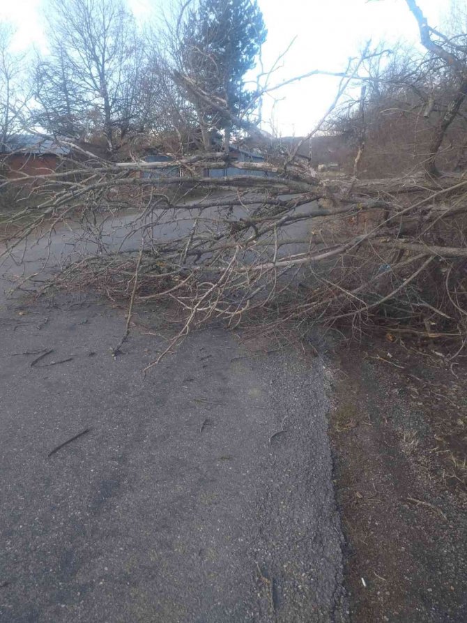 Şiddetli rüzgar ağaçları devirdi