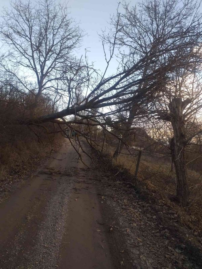 Şiddetli rüzgar ağaçları devirdi