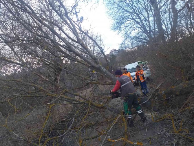 Şiddetli rüzgar ağaçları devirdi