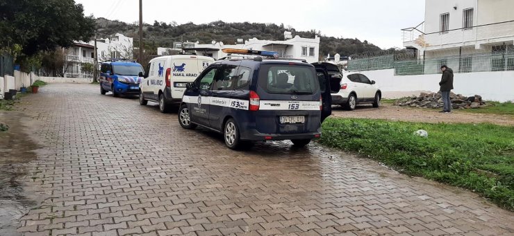 2'si ölü 1'i baygın 3 köpek bulundu