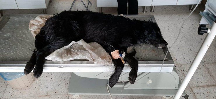 2'si ölü 1'i baygın 3 köpek bulundu