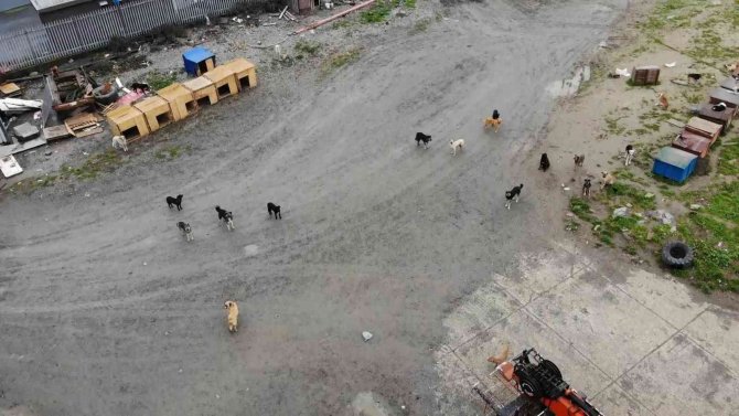 Köpeklerin saldırısına uğrayan adam dehşeti yaşadı