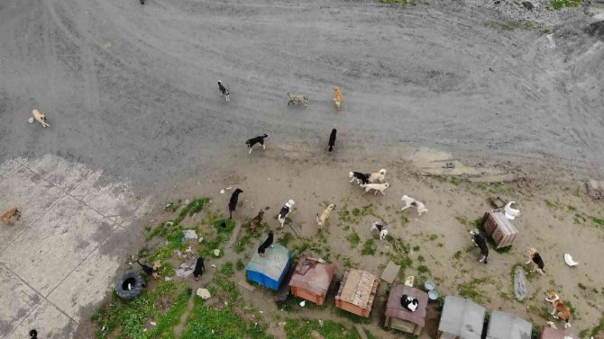 Köpeklerin saldırısına uğrayan adam dehşeti yaşadı