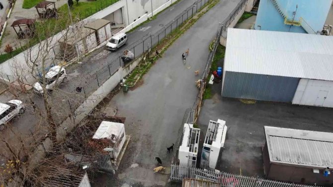 Köpeklerin saldırısına uğrayan adam dehşeti yaşadı