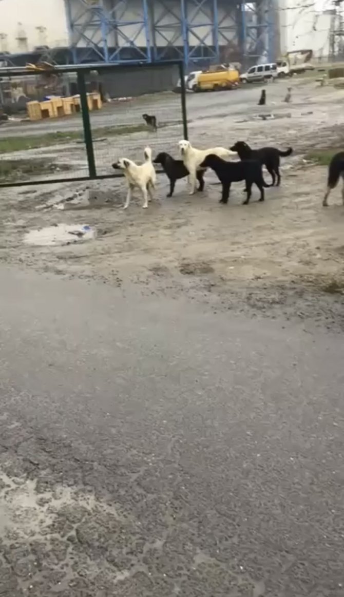 Köpeklerin saldırısına uğrayan adam dehşeti yaşadı