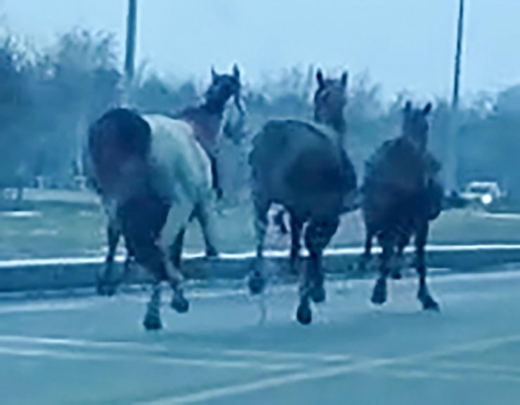 Köpekten kaçan cirit atları, trafikte 25 kilometre koştu