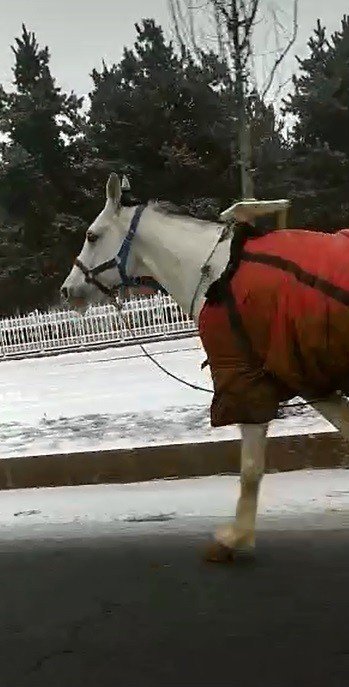 Köpekten korkan atlar dörtnala 25 kilometre koştu