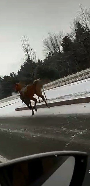 Köpekten korkan atlar dörtnala 25 kilometre koştu