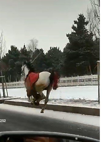 Köpekten korkan atlar dörtnala 25 kilometre koştu