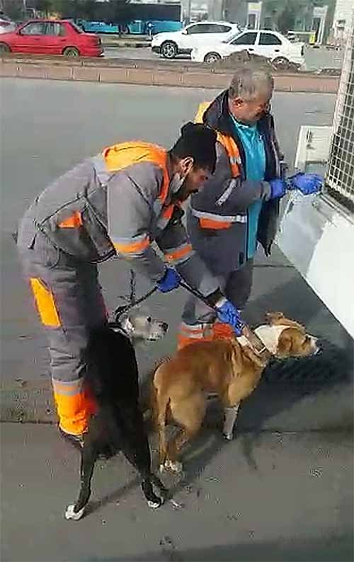 Kayseri'de sokakta bulunan yasaklı cins 2 köpek, bakım merkezine götürüldü