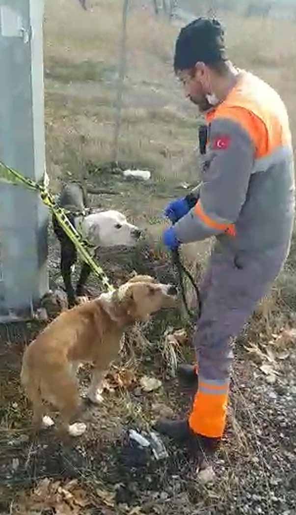 Kayseri'de sokakta bulunan yasaklı cins 2 köpek, bakım merkezine götürüldü