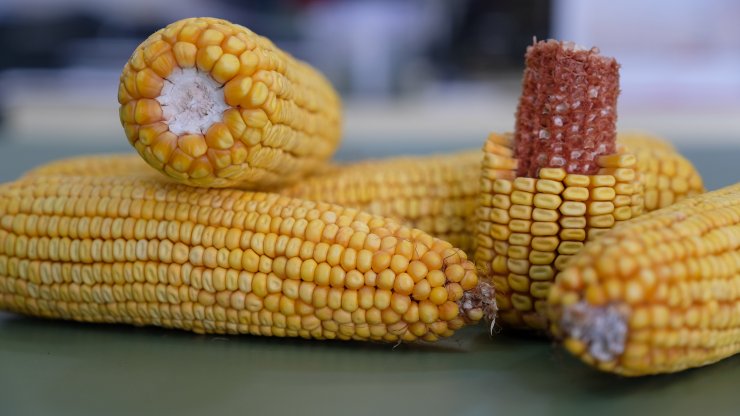 Konya’da arıtılmış atık suyla tarım başarılı oldu