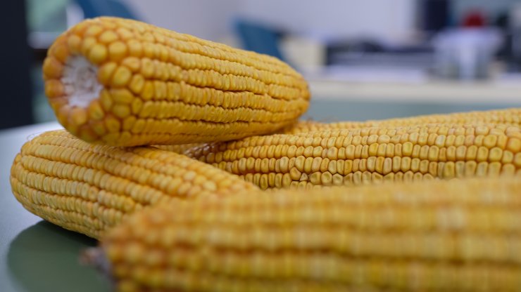 Konya’da arıtılmış atık suyla tarım başarılı oldu