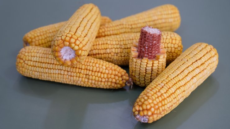 Konya’da arıtılmış atık suyla tarım başarılı oldu