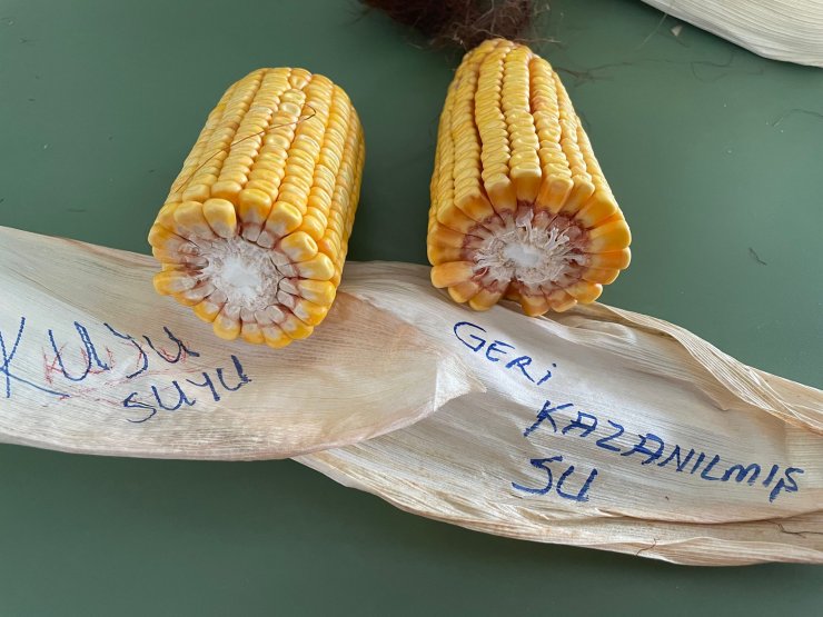 Konya’da arıtılmış atık suyla tarım başarılı oldu