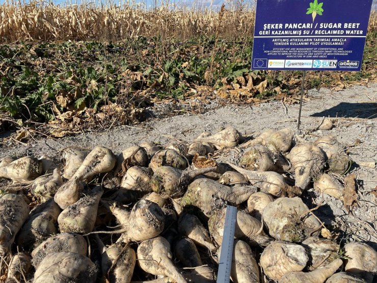 Konya’da arıtılmış atık suyla tarım başarılı oldu