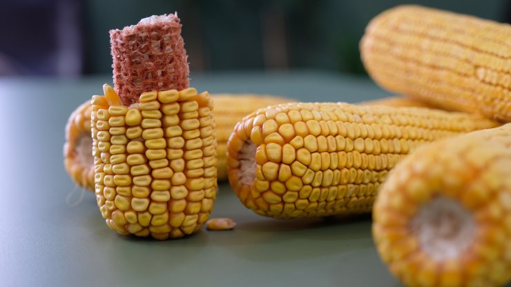 Konya’da arıtılmış atık suyla tarım başarılı oldu