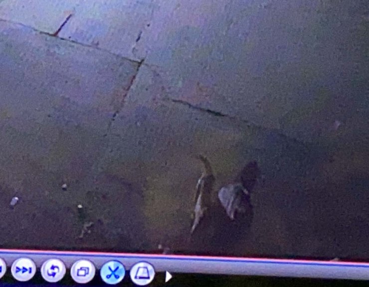 Kağıt toplayıcısı kadına sokak köpeğinin saldırması kamerada