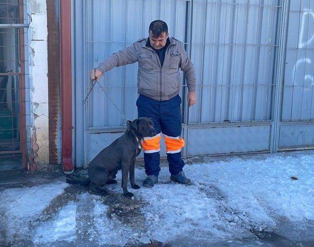 Esnafın yakaladığı pitbull barınağa götürüldü