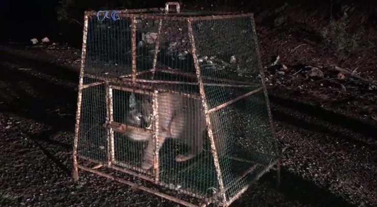 Ormanın hayalet kedisi tavuk kümesinde yakalandı