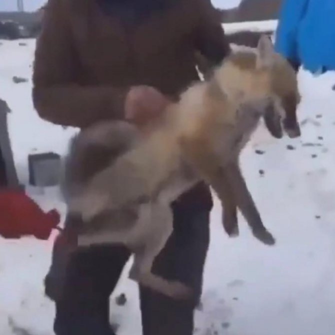 Tilkiye eziyet eden 4 şahsa ceza yağdı