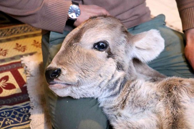 Engelli doğan buzağı için gözyaşı döküp yardım istedi