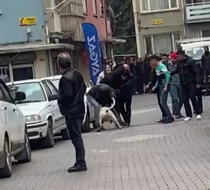 Malatya’daki pitbullu saldırı anı kamerada