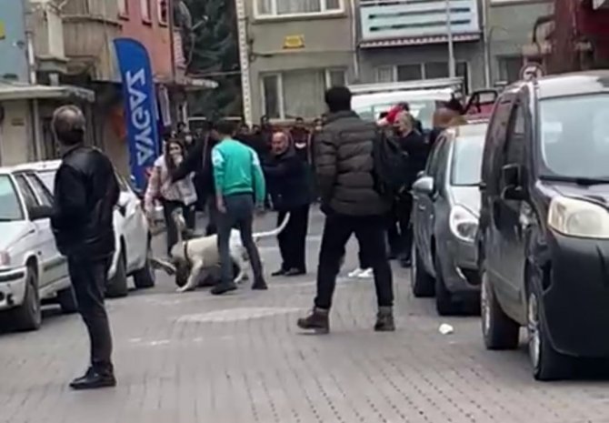 Malatya’daki pitbullu saldırı anı kamerada