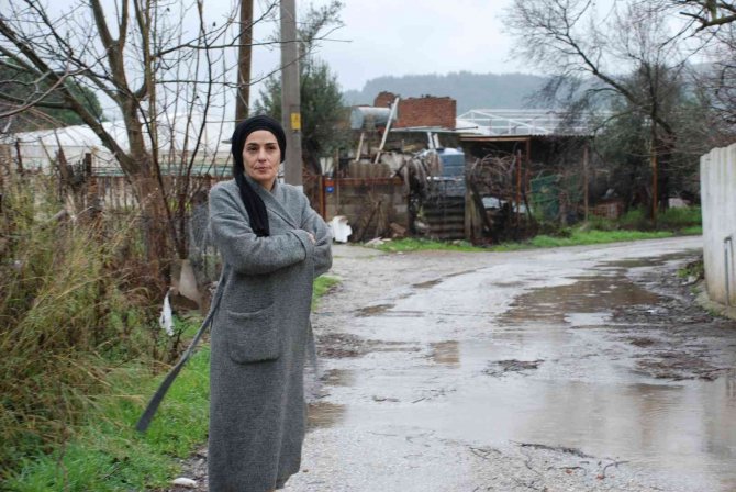 Başıboş köpekler, mahallelinin kabusu oldu