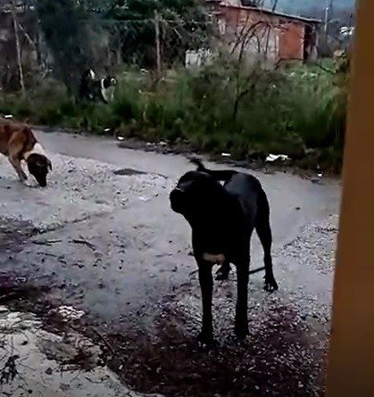 Başıboş köpekler, mahallelinin kabusu oldu