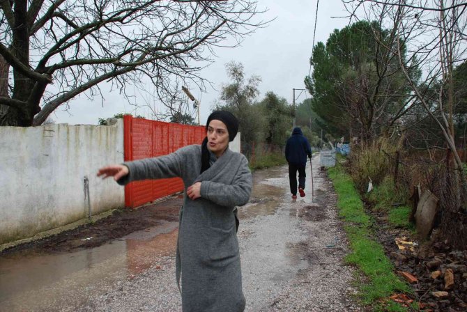Başıboş köpekler, mahallelinin kabusu oldu