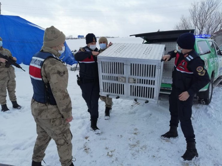 Dövüştürdükleri köpekleri sosyal medyada paylaşan 3 şüpheli gözaltına alındı
