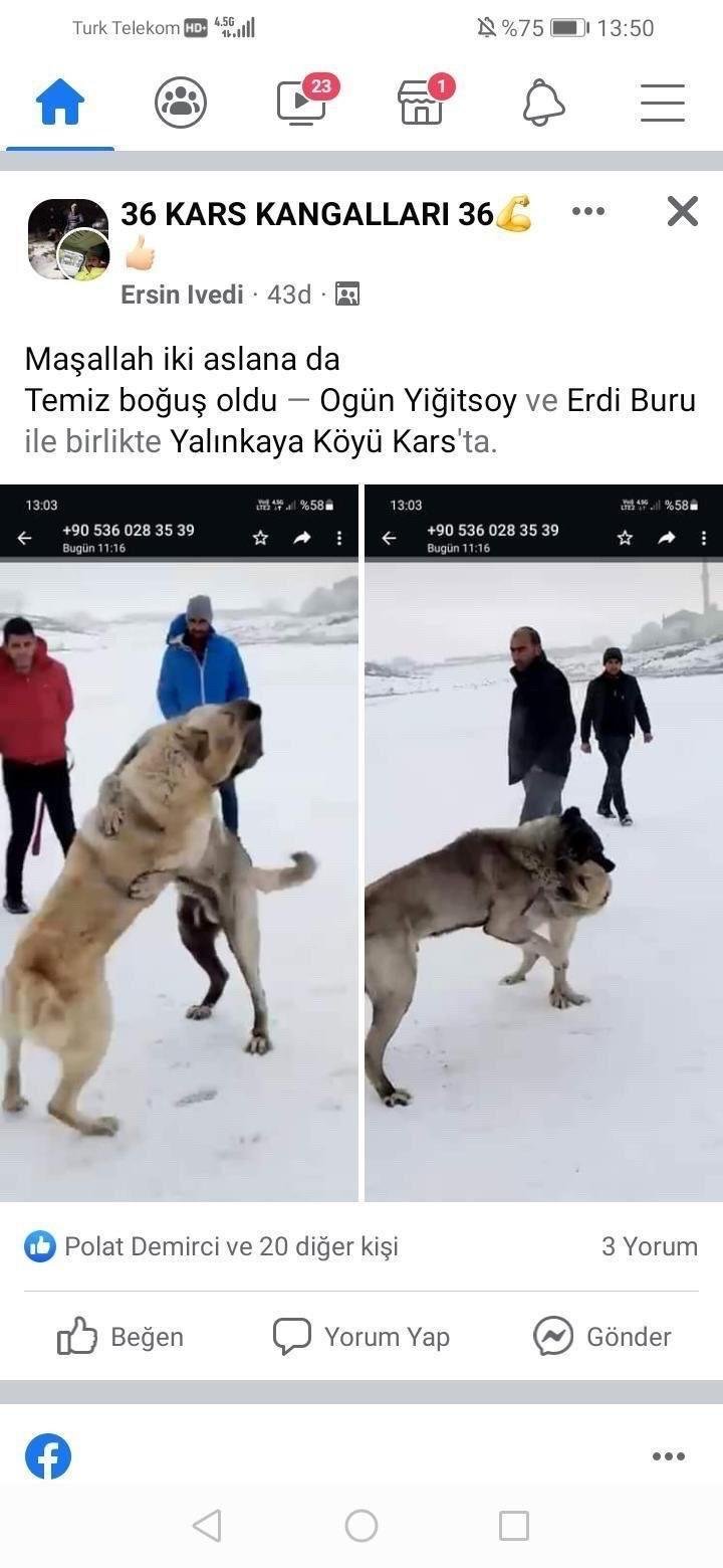 Dövüştürdükleri köpekleri sosyal medyada paylaşan 3 şüpheli gözaltına alındı