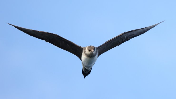 Okyanus semalarında 'korsan martı' görüldü