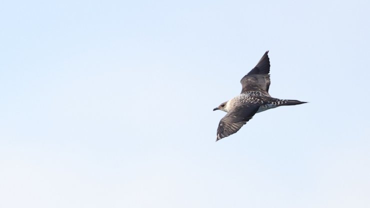 Okyanus semalarında 'korsan martı' görüldü