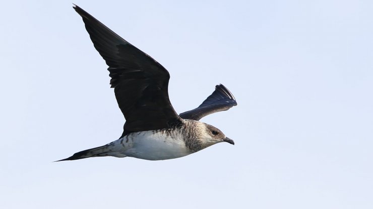 Okyanus semalarında 'korsan martı' görüldü