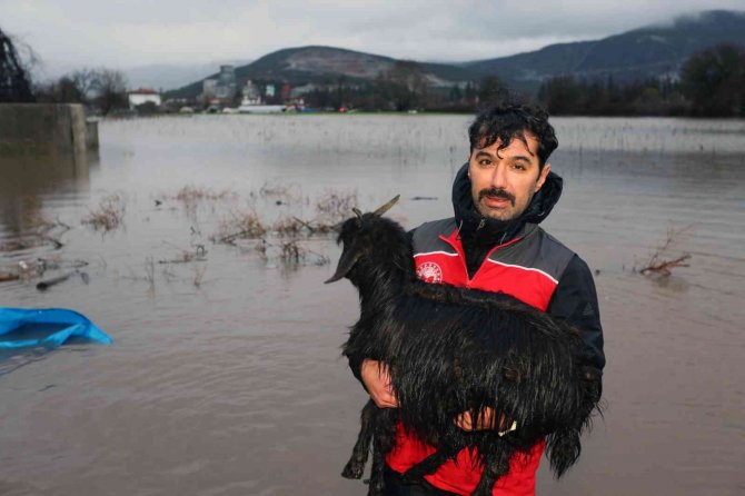 Su taşkınında ahırda mahsur kalan havyanlar kurtarıldı