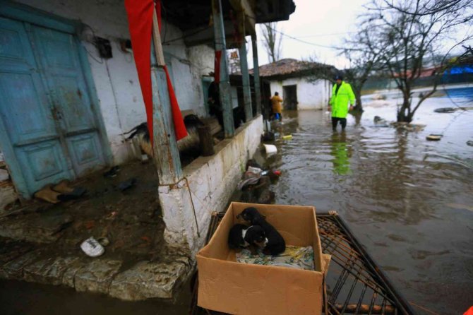 Su taşkınında ahırda mahsur kalan havyanlar kurtarıldı