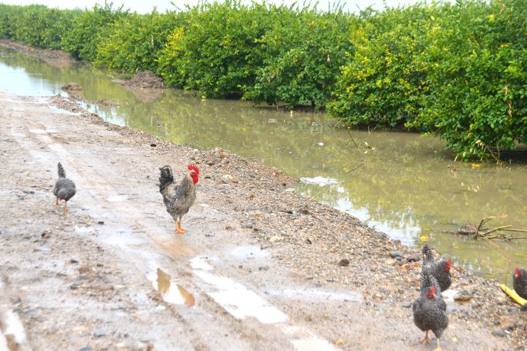 Tarım arazileri su altında kaldı
