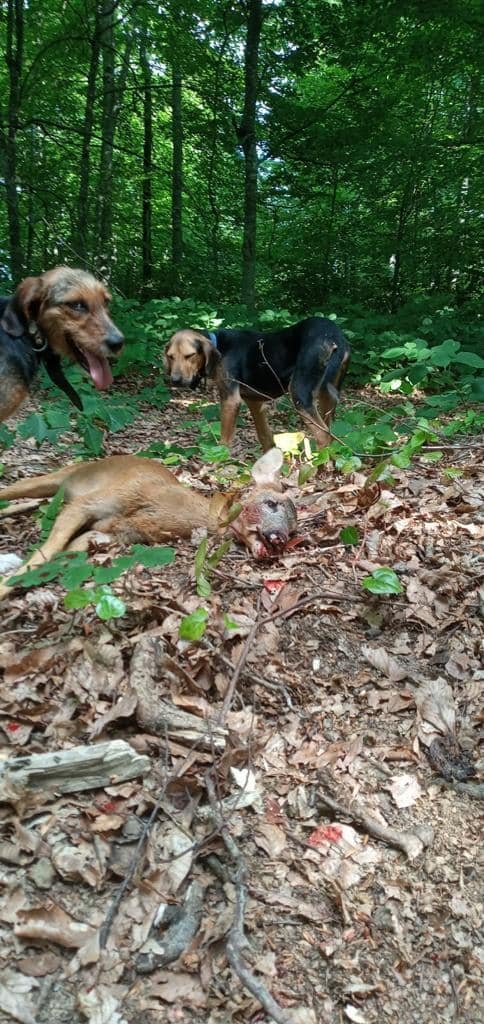 Yasağa rağmen avlanıp, sosyal medyada paylaştı; ceza kesildi