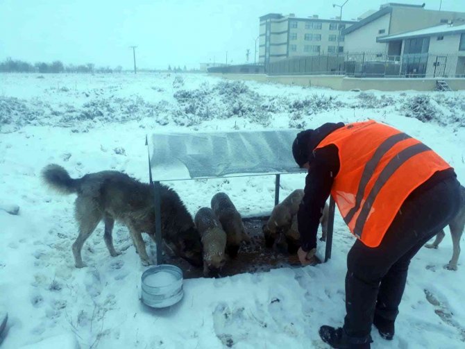 Akşehir’de hayvanlar için mama ve yemleme çalışmaları sürüyor